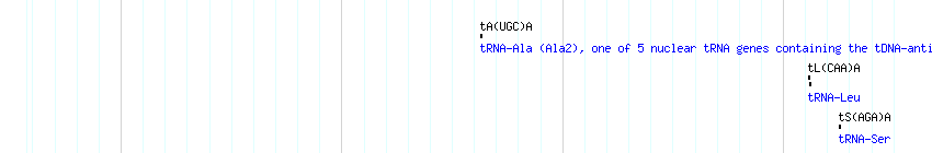 tRNAs detail