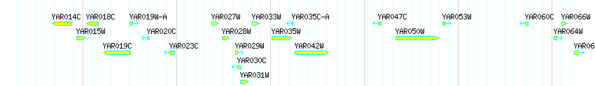 Genes detail