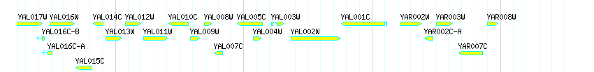 Genes detail