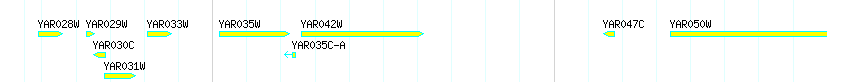 Genes detail
