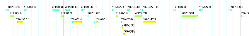 Genes detail