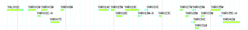 Genes detail