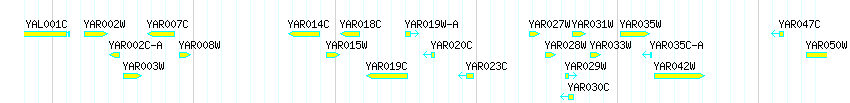 Genes detail