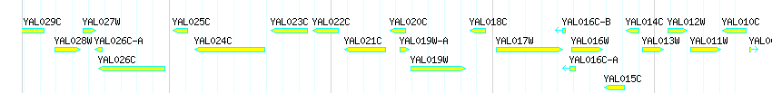 Genes detail