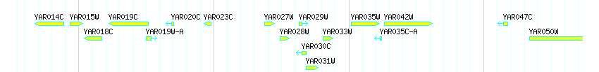 Genes detail