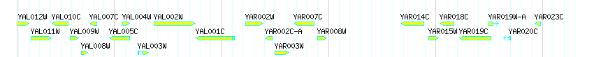 Genes detail