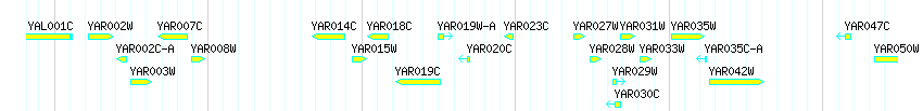 Genes detail