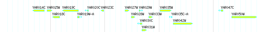 Genes detail