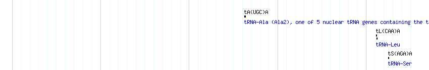 tRNAs detail
