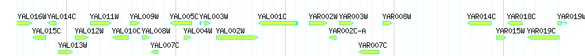 Genes detail