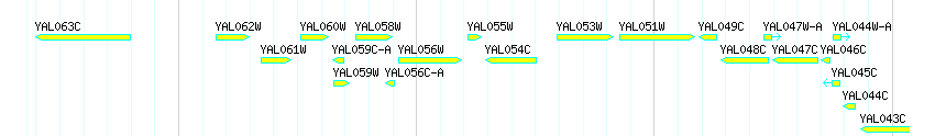 Genes detail