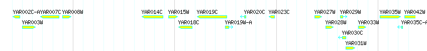 Genes detail