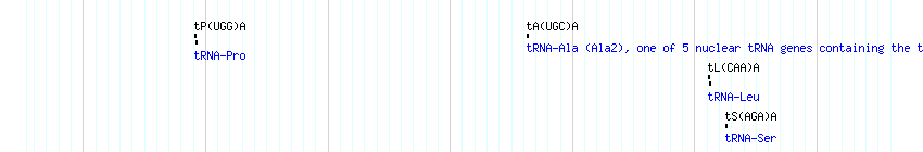 tRNAs detail