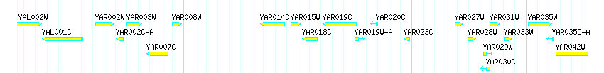 Genes detail