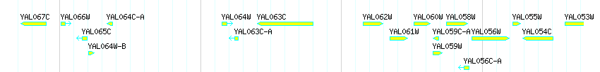 Genes detail