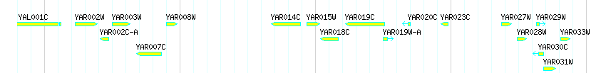 Genes detail