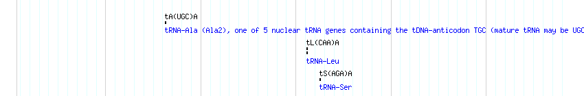 tRNAs detail