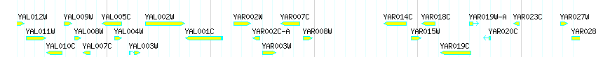 Genes detail