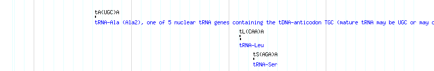 tRNAs detail