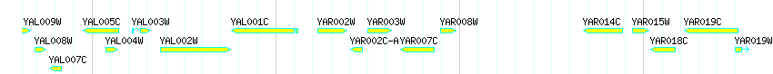 Genes detail