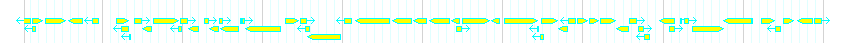 Genes detail