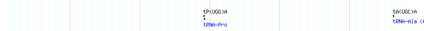 tRNAs detail