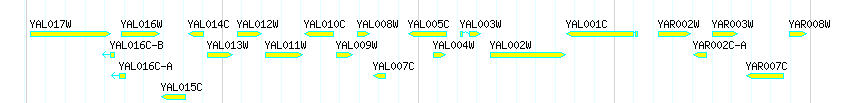 Genes detail
