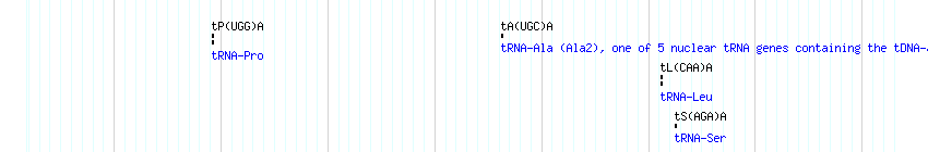 tRNAs detail