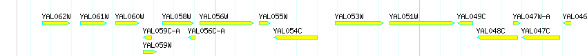 Genes detail