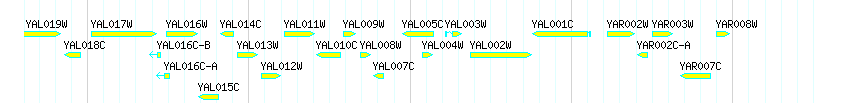 Genes detail
