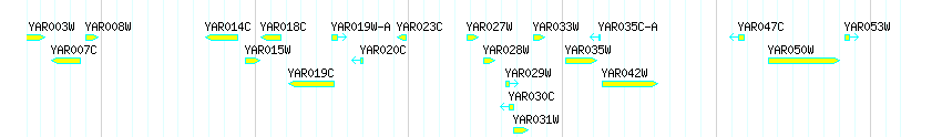 Genes detail