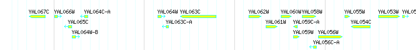 Genes detail