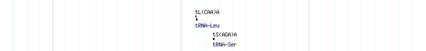 tRNAs detail