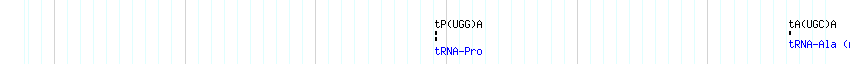 tRNAs detail