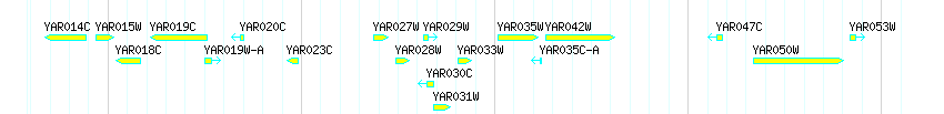 Genes detail