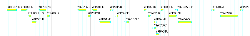 Genes detail