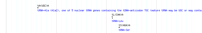 tRNAs detail