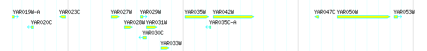 Genes detail