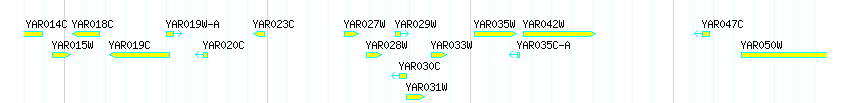 Genes detail