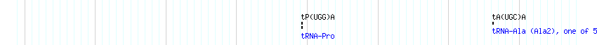 tRNAs detail