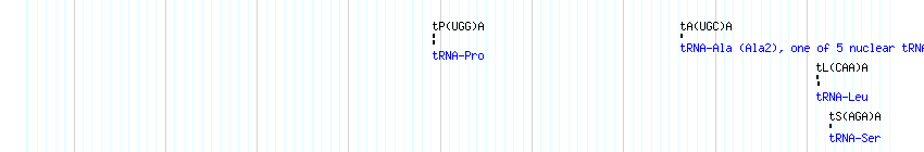 tRNAs detail