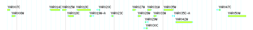 Genes detail