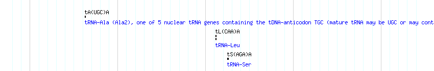 tRNAs detail