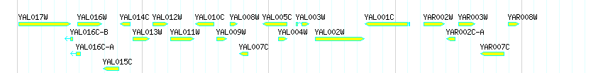 Genes detail
