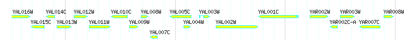 Genes detail