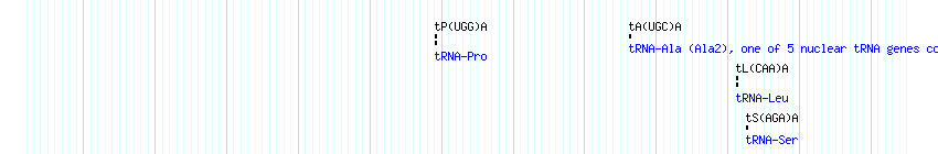 tRNAs detail