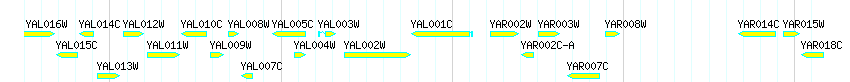 Genes detail