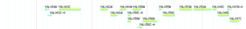 Genes detail
