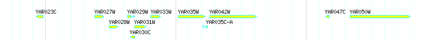 Genes detail