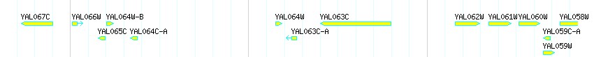 Genes detail